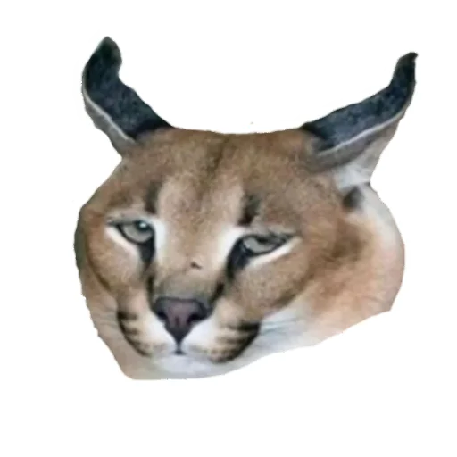 животное кошка Дикая кошка