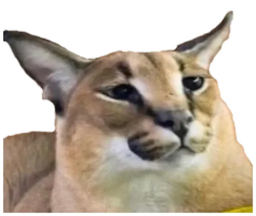 животное кошка Дикая кошка