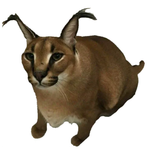 кошка животное Дикая кошка