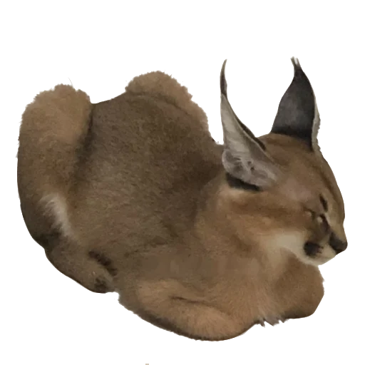 Стикер Floppa (Caracal) - 11