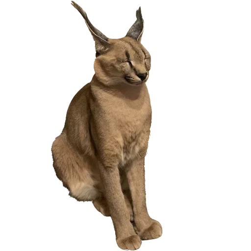 Стикер Floppa (Caracal) - 10