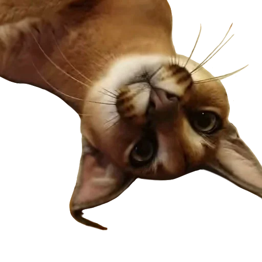 Стикер Floppa (Caracal) - 9