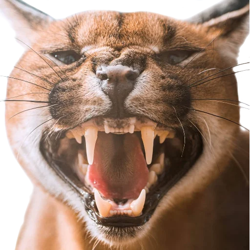 Стикер Floppa (Caracal) - 8