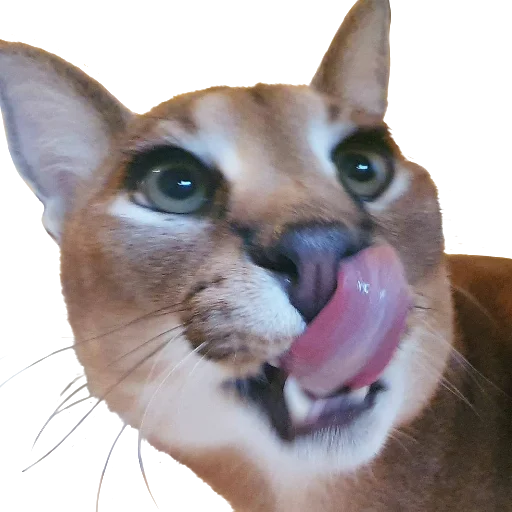 Стикер Floppa (Caracal) - 7