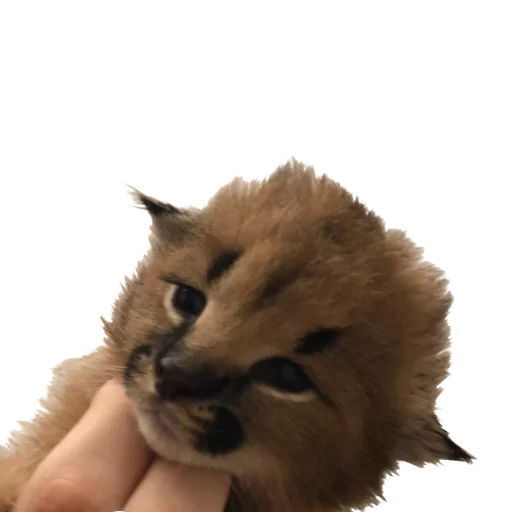 Стикер Floppa (Caracal) - 6