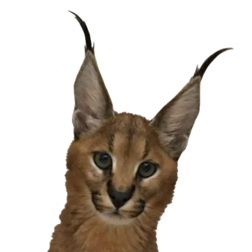 Стикер Floppa (Caracal) - 4