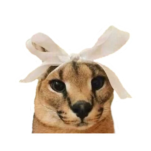 rabbit mammal animal