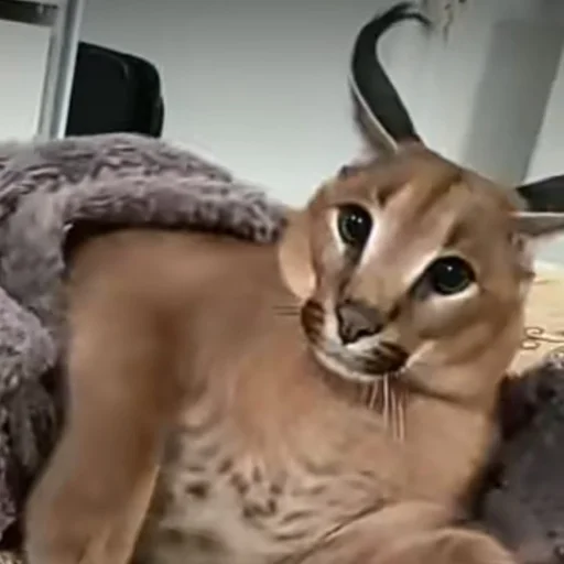 Sticker Floppatop - 1