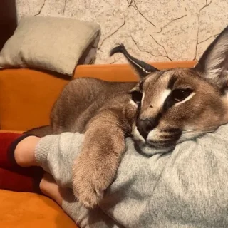 Стикер Floppa - 10