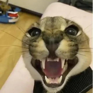 Стикер Floppa - 5