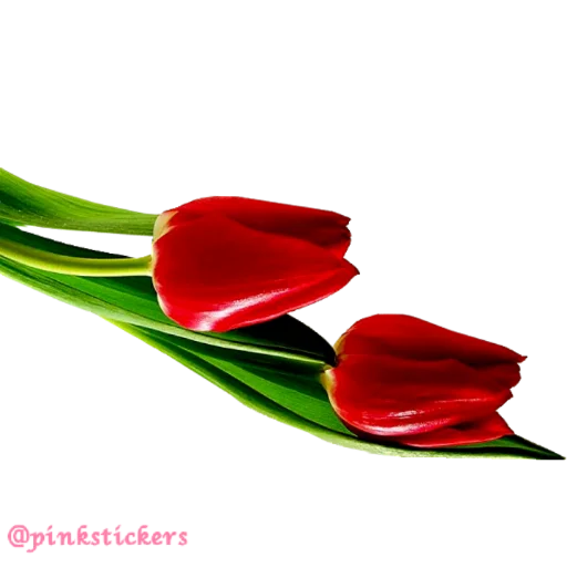 Sticker Flowers4Pinkstickers - 1