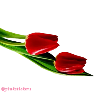 Sticker Flowers 🌸@pinkstickers🌸 - 7