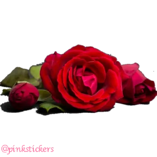 Sticker Flowers 🌸@pinkstickers🌸 - 8