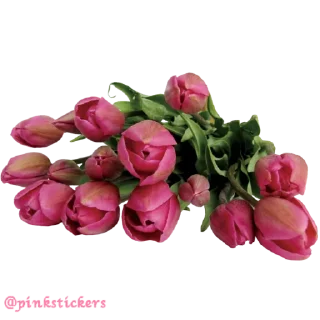 Sticker Flowers 🌸@pinkstickers🌸 - 0