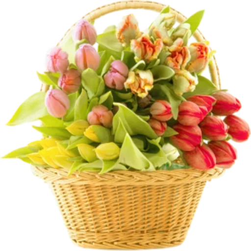 flower floristry cut flowers