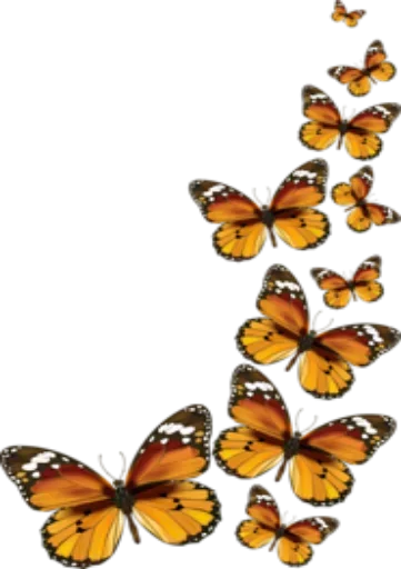 invertebrate moths and butterflies butterfly