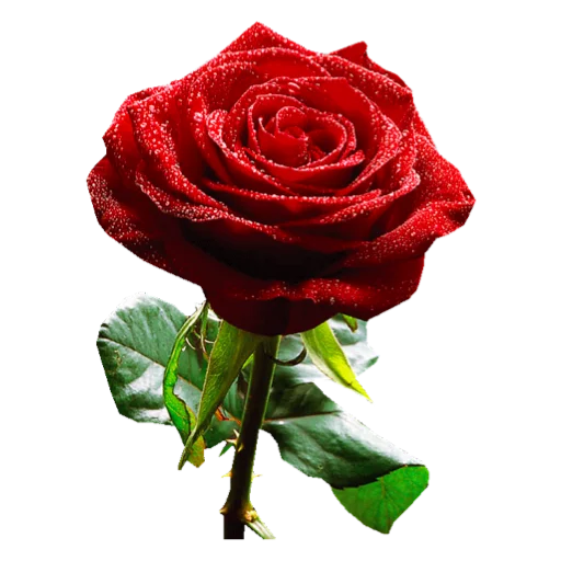 Стикер Flowers_Stickers - 1