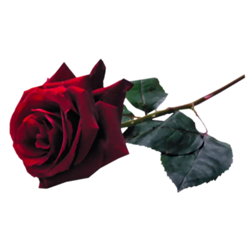 Sticker Flowers_Stickers - 1