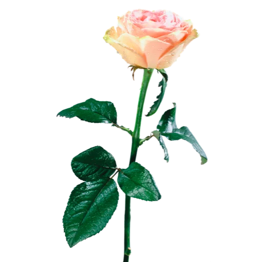 Sticker Flowers_Stickers - 1