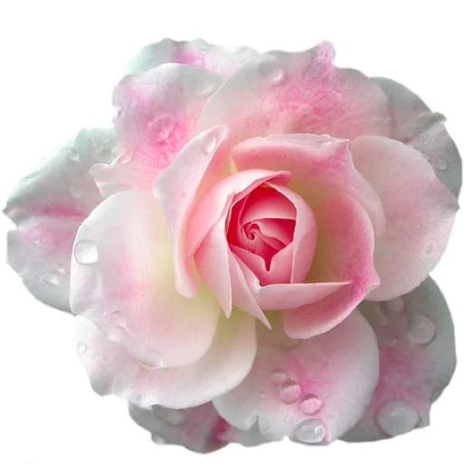 Sticker Flowers_Stickers - 1