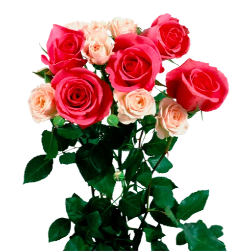 Sticker Flowers_Stickers - 1