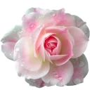 Sticker Цветы от @StickerManya - 7