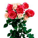 Sticker Цветы от @StickerManya - 3