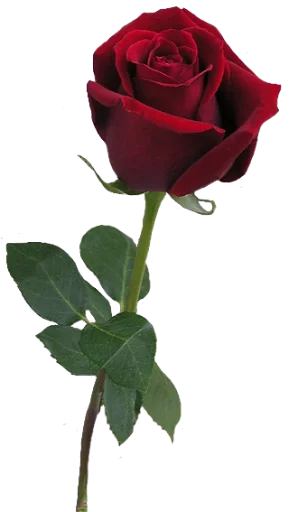 Стикер Flowersbyodi - 1