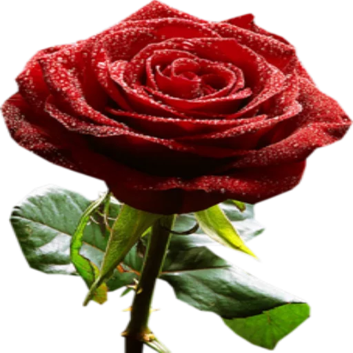 Sticker Flowersst - 1