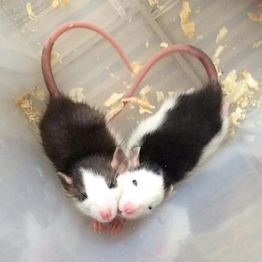 Sticker Flowhol_by_fStikBot - 1