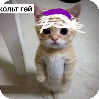 Стикер флуд видде котиков - 2
