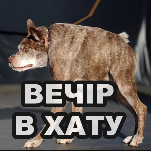 порода собак домашнее животное животное