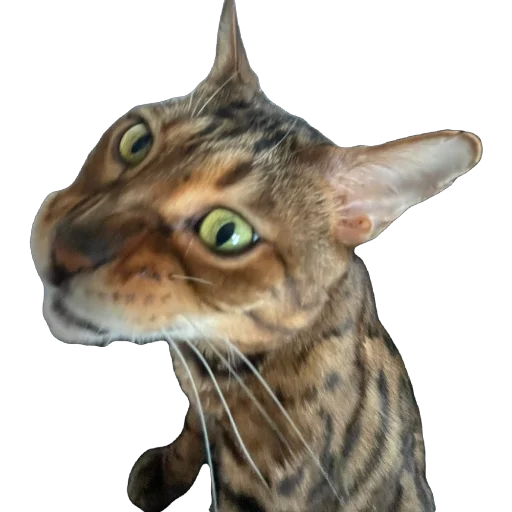 Стикер FlyLind - 1