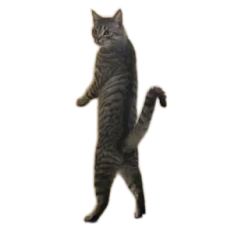 Стикер Fn_stkr - 8