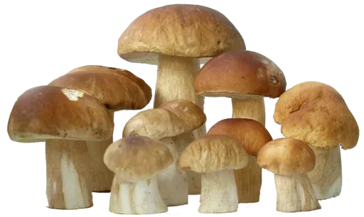 Стикер (@i_Love_Akame) Еда - 10