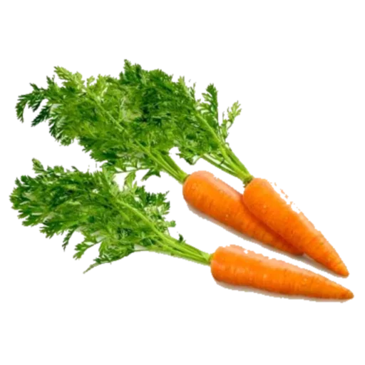 овощ морковь пища