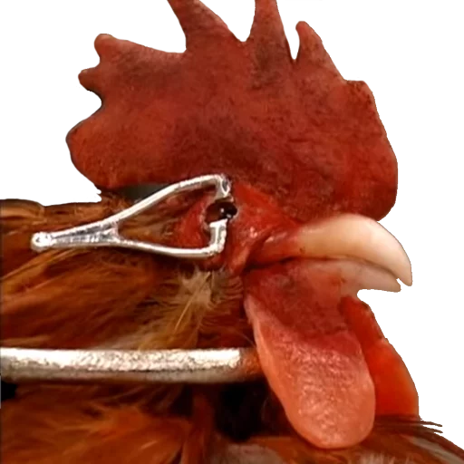 Sticker Foooogyyyy - 1