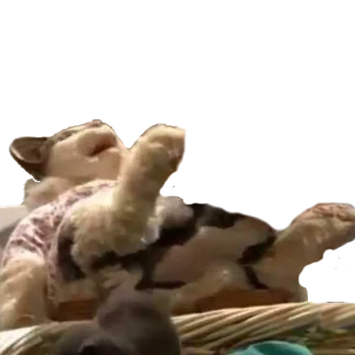 Sticker Foooogyyyy - 1