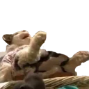 Стикер Hey Fogy - 0