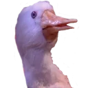 Стикер Hey Fogy - 1