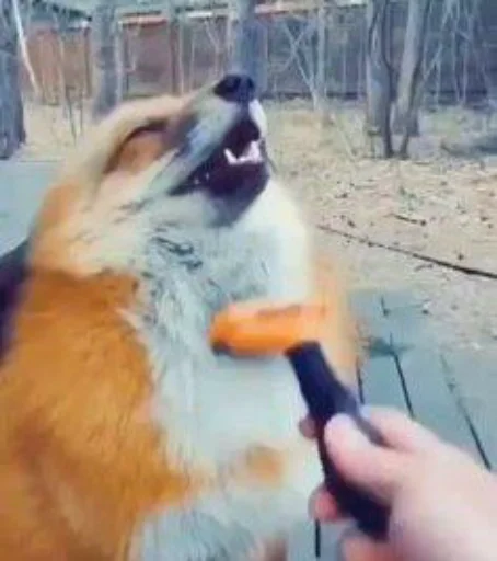 млекопитающее животное домашнее животное