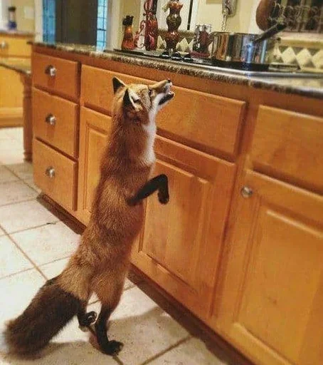 комнатный шкаф животное