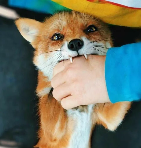 млекопитающее животное домашнее животное