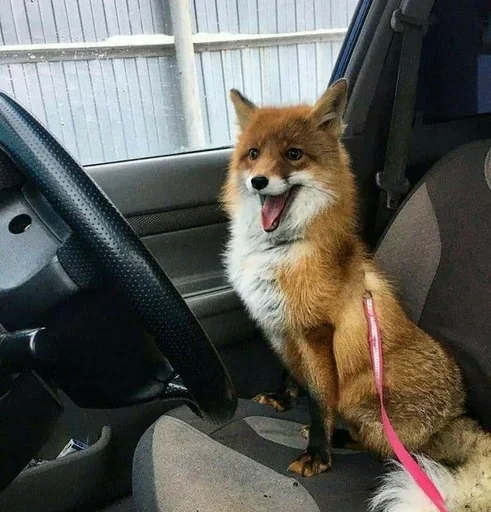 животное млекопитающее автомобиль