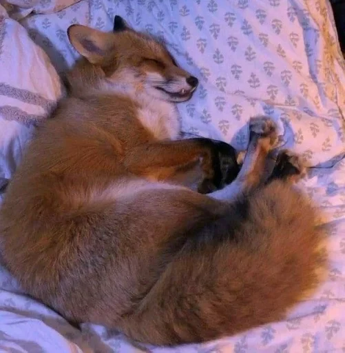 животное млекопитающее кровать