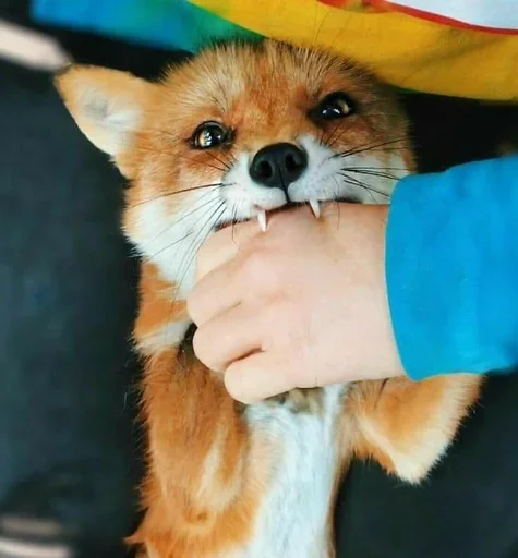 млекопитающее животное домашнее животное