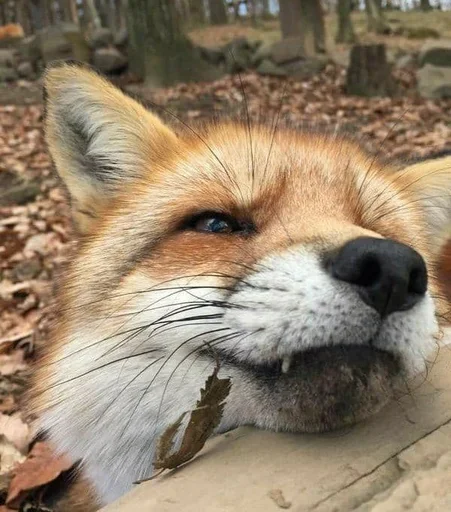 животное млекопитающее на открытом воздухе