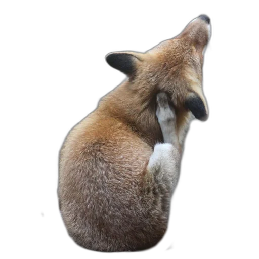 Sticker FopsButNoBackground - 1