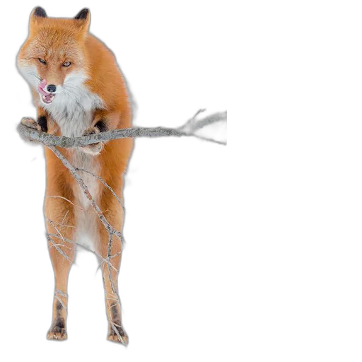 Sticker FopsButNoBackground - 1