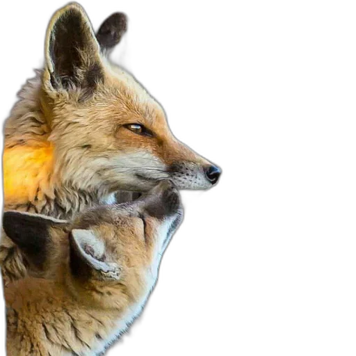 FopsButNoBackground - 